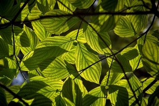 Filename=DSC_2517.jpg
Filesize=5840KiB
Dimensions=7360x4912
Date added=Sep 27, 2019 DSC_2517.jpg