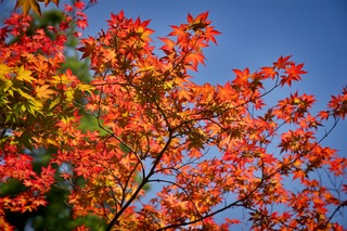 Filename=DSC_2522.jpg
Filesize=6974KiB
Dimensions=7360x4912
Date added=Sep 27, 2019 DSC_2522.jpg