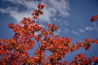 Filename=DSC_2523.jpg
Filesize=6625KiB
Dimensions=7360x4912
Date added=Sep 27, 2019 DSC_2523.jpg