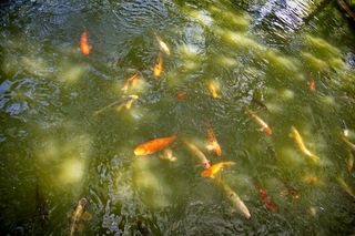 Filename=DSC_2529.jpg
Filesize=11871KiB
Dimensions=7360x4912
Date added=Sep 27, 2019 DSC_2529.jpg