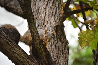 Filename=DSC_3352.JPG
Filesize=17515KiB
Dimensions=7360x4912
Date added=Sep 26, 2019 DSC_3352.JPG