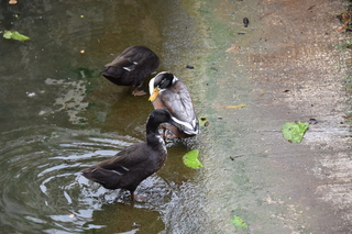 Filename=DSC_3367.JPG
Filesize=19390KiB
Dimensions=7360x4912
Date added=Sep 26, 2019 DSC_3367.JPG