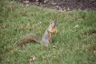 Filename=DSC_3375.JPG
Filesize=20695KiB
Dimensions=7360x4912
Date added=Sep 26, 2019 DSC_3375.JPG