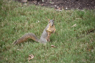 Filename=DSC_3376.JPG
Filesize=20570KiB
Dimensions=7360x4912
Date added=Sep 26, 2019 DSC_3376.JPG