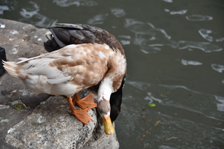 Filename=DSC_3492.JPG
Filesize=16700KiB
Dimensions=7360x4912
Date added=Sep 26, 2019 DSC_3492.JPG