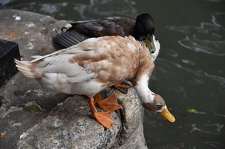 Filename=DSC_3493.JPG
Filesize=16949KiB
Dimensions=7360x4912
Date added=Sep 26, 2019 DSC_3493.JPG