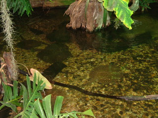 Dallas_World_Aquarium_6-22-01_038.jpg