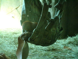 Filename=Ft_Worth_Zoo1_12-23-01_004.jpg
Filesize=1189KiB
Dimensions=2048x1536
Date added=Sep 28, 2019 Ft_Worth_Zoo1_12-23-01_004.jpg