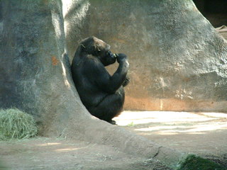 Filename=Ft_Worth_Zoo1_12-23-01_006.jpg
Filesize=1157KiB
Dimensions=2048x1536
Date added=Sep 28, 2019 Ft_Worth_Zoo1_12-23-01_006.jpg