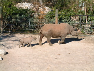 Filename=Ft_Worth_Zoo1_12-23-01_010.jpg
Filesize=1268KiB
Dimensions=2048x1536
Date added=Sep 28, 2019 Ft_Worth_Zoo1_12-23-01_010.jpg