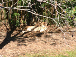 Filename=Ft_Worth_Zoo1_12-23-01_017.jpg
Filesize=1378KiB
Dimensions=2048x1536
Date added=Sep 28, 2019 Ft_Worth_Zoo1_12-23-01_017.jpg