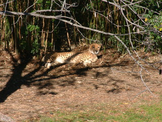 Filename=Ft_Worth_Zoo1_12-23-01_018.jpg
Filesize=1348KiB
Dimensions=2048x1536
Date added=Sep 28, 2019 Ft_Worth_Zoo1_12-23-01_018.jpg