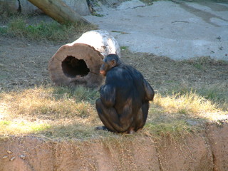 Filename=Ft_Worth_Zoo1_12-23-01_020.jpg
Filesize=1270KiB
Dimensions=2048x1536
Date added=Sep 28, 2019 Ft_Worth_Zoo1_12-23-01_020.jpg