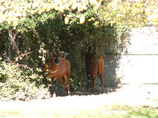 Filename=Ft_Worth_Zoo1_12-23-01_022.jpg
Filesize=1453KiB
Dimensions=2048x1536
Date added=Sep 28, 2019 Ft_Worth_Zoo1_12-23-01_022.jpg