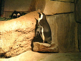 Filename=Ft_Worth_Zoo1_12-23-01_023.jpg
Filesize=1148KiB
Dimensions=2048x1536
Date added=Sep 28, 2019 Ft_Worth_Zoo1_12-23-01_023.jpg