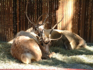 Filename=Ft_Worth_Zoo1_12-23-01_030.jpg
Filesize=1272KiB
Dimensions=2048x1536
Date added=Sep 28, 2019 Ft_Worth_Zoo1_12-23-01_030.jpg