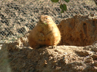 Filename=Ft_Worth_Zoo1_12-23-01_031.jpg
Filesize=1376KiB
Dimensions=2048x1536
Date added=Sep 28, 2019 Ft_Worth_Zoo1_12-23-01_031.jpg