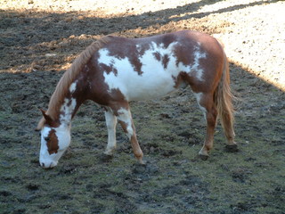 Filename=Ft_Worth_Zoo1_12-23-01_035.jpg
Filesize=1256KiB
Dimensions=2048x1536
Date added=Sep 28, 2019 Ft_Worth_Zoo1_12-23-01_035.jpg