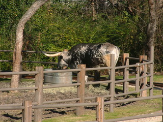 Filename=Ft_Worth_Zoo1_12-23-01_038.jpg
Filesize=1354KiB
Dimensions=2048x1536
Date added=Sep 28, 2019 Ft_Worth_Zoo1_12-23-01_038.jpg