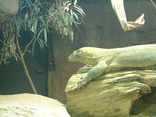 Filename=Ft_Worth_Zoo1_12-23-01_039.jpg
Filesize=1237KiB
Dimensions=2048x1536
Date added=Sep 28, 2019 Ft_Worth_Zoo1_12-23-01_039.jpg