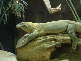 Filename=Ft_Worth_Zoo1_12-23-01_040.jpg
Filesize=1203KiB
Dimensions=2048x1536
Date added=Sep 28, 2019 Ft_Worth_Zoo1_12-23-01_040.jpg