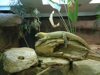 Filename=Ft_Worth_Zoo1_12-23-01_041.jpg
Filesize=1244KiB
Dimensions=2048x1536
Date added=Sep 28, 2019 Ft_Worth_Zoo1_12-23-01_041.jpg