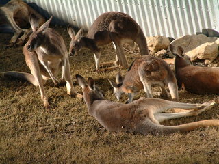 Filename=Ft_Worth_Zoo1_12-23-01_043.jpg
Filesize=1240KiB
Dimensions=2048x1536
Date added=Sep 28, 2019 Ft_Worth_Zoo1_12-23-01_043.jpg