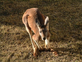 Filename=Ft_Worth_Zoo1_12-23-01_044.jpg
Filesize=1211KiB
Dimensions=2048x1536
Date added=Sep 28, 2019 Ft_Worth_Zoo1_12-23-01_044.jpg