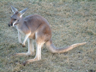 Filename=Ft_Worth_Zoo1_12-23-01_045.jpg
Filesize=1276KiB
Dimensions=2048x1536
Date added=Sep 28, 2019 Ft_Worth_Zoo1_12-23-01_045.jpg