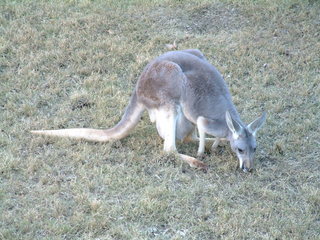 Filename=Ft_Worth_Zoo1_12-23-01_047.jpg
Filesize=1257KiB
Dimensions=2048x1536
Date added=Sep 28, 2019 Ft_Worth_Zoo1_12-23-01_047.jpg