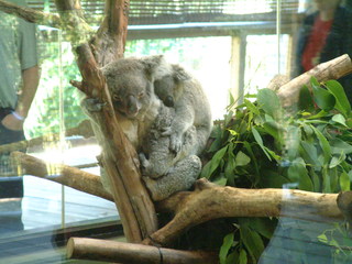 Filename=Ft_Worth_Zoo1_12-23-01_049.jpg
Filesize=1215KiB
Dimensions=2048x1536
Date added=Sep 28, 2019 Ft_Worth_Zoo1_12-23-01_049.jpg