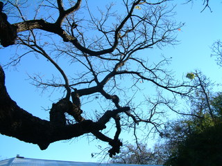 Filename=Ft_Worth_Zoo1_12-23-01_051.jpg
Filesize=1255KiB
Dimensions=2048x1536
Date added=Sep 28, 2019 Ft_Worth_Zoo1_12-23-01_051.jpg