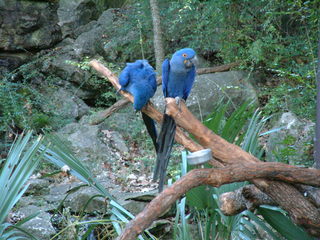 Filename=Ft_Worth_Zoo1_12-23-01_056.jpg
Filesize=1175KiB
Dimensions=2048x1536
Date added=Sep 28, 2019 Ft_Worth_Zoo1_12-23-01_056.jpg