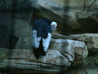 Filename=Ft_Worth_Zoo1_12-23-01_058.jpg
Filesize=1283KiB
Dimensions=2048x1536
Date added=Sep 28, 2019 Ft_Worth_Zoo1_12-23-01_058.jpg