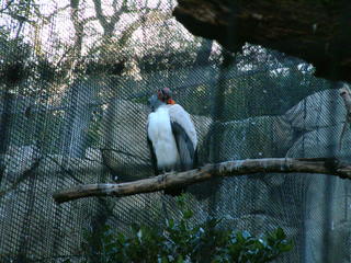 Filename=Ft_Worth_Zoo1_12-23-01_060.jpg
Filesize=1168KiB
Dimensions=2048x1536
Date added=Sep 28, 2019 Ft_Worth_Zoo1_12-23-01_060.jpg