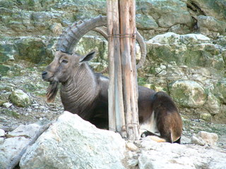 Filename=Ft_Worth_Zoo1_12-23-01_061.jpg
Filesize=1210KiB
Dimensions=2048x1536
Date added=Sep 28, 2019 Ft_Worth_Zoo1_12-23-01_061.jpg