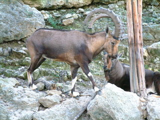 Filename=Ft_Worth_Zoo1_12-23-01_062.jpg
Filesize=1197KiB
Dimensions=2048x1536
Date added=Sep 28, 2019 Ft_Worth_Zoo1_12-23-01_062.jpg