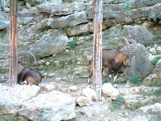 Filename=Ft_Worth_Zoo1_12-23-01_063.jpg
Filesize=1207KiB
Dimensions=2048x1536
Date added=Sep 28, 2019 Ft_Worth_Zoo1_12-23-01_063.jpg