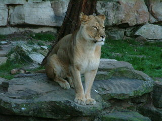 Filename=Ft_Worth_Zoo1_12-23-01_069.jpg
Filesize=1136KiB
Dimensions=2048x1536
Date added=Sep 28, 2019 Ft_Worth_Zoo1_12-23-01_069.jpg