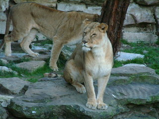 Filename=Ft_Worth_Zoo1_12-23-01_070.jpg
Filesize=1136KiB
Dimensions=2048x1536
Date added=Sep 28, 2019 Ft_Worth_Zoo1_12-23-01_070.jpg