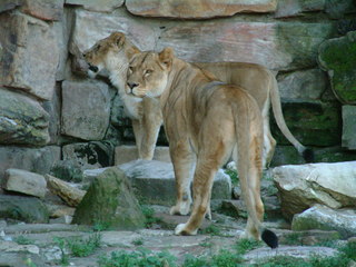 Filename=Ft_Worth_Zoo1_12-23-01_073.jpg
Filesize=1145KiB
Dimensions=2048x1536
Date added=Sep 28, 2019 Ft_Worth_Zoo1_12-23-01_073.jpg