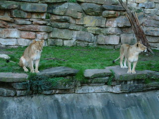 Filename=Ft_Worth_Zoo1_12-23-01_077.jpg
Filesize=1150KiB
Dimensions=2048x1536
Date added=Sep 28, 2019 Ft_Worth_Zoo1_12-23-01_077.jpg