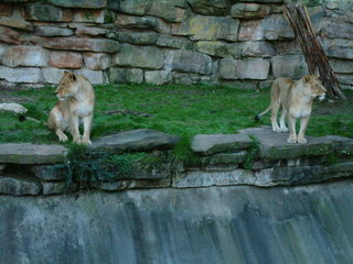 Filename=Ft_Worth_Zoo1_12-23-01_078.jpg
Filesize=1129KiB
Dimensions=2048x1536
Date added=Sep 28, 2019 Ft_Worth_Zoo1_12-23-01_078.jpg
