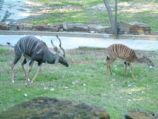 Filename=Ft_Worth_Zoo1_12-23-01_079.jpg
Filesize=1185KiB
Dimensions=2048x1536
Date added=Sep 28, 2019 Ft_Worth_Zoo1_12-23-01_079.jpg