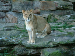 Filename=Ft_Worth_Zoo1_12-23-01_080.jpg
Filesize=1140KiB
Dimensions=2048x1536
Date added=Sep 28, 2019 Ft_Worth_Zoo1_12-23-01_080.jpg