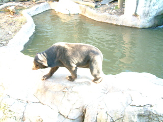 Filename=Ft_Worth_Zoo1_12-23-01_082.jpg
Filesize=1348KiB
Dimensions=2048x1536
Date added=Sep 28, 2019 Ft_Worth_Zoo1_12-23-01_082.jpg