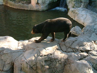 Filename=Ft_Worth_Zoo1_12-23-01_084.jpg
Filesize=1140KiB
Dimensions=2048x1536
Date added=Sep 28, 2019 Ft_Worth_Zoo1_12-23-01_084.jpg