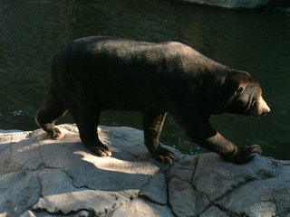 Filename=Ft_Worth_Zoo1_12-23-01_085.jpg
Filesize=1111KiB
Dimensions=2048x1536
Date added=Sep 28, 2019 Ft_Worth_Zoo1_12-23-01_085.jpg