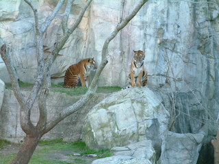 Filename=Ft_Worth_Zoo1_12-23-01_088.jpg
Filesize=1180KiB
Dimensions=2048x1536
Date added=Sep 28, 2019 Ft_Worth_Zoo1_12-23-01_088.jpg