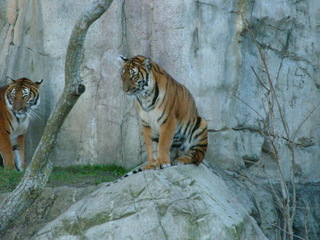 Filename=Ft_Worth_Zoo1_12-23-01_091.jpg
Filesize=1327KiB
Dimensions=2048x1536
Date added=Sep 28, 2019 Ft_Worth_Zoo1_12-23-01_091.jpg